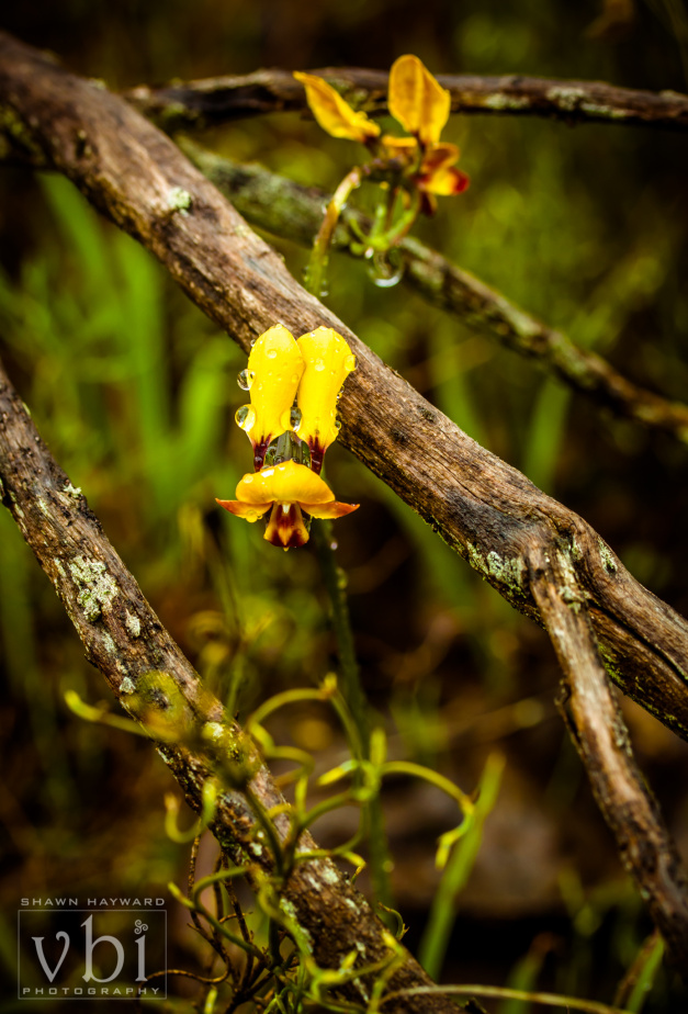 orchids-127.jpg