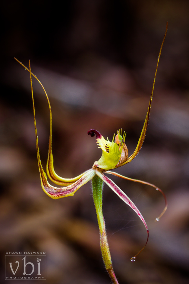 orchids-138.jpg