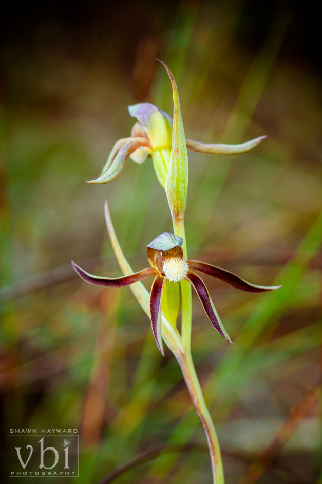orchids-144.jpg