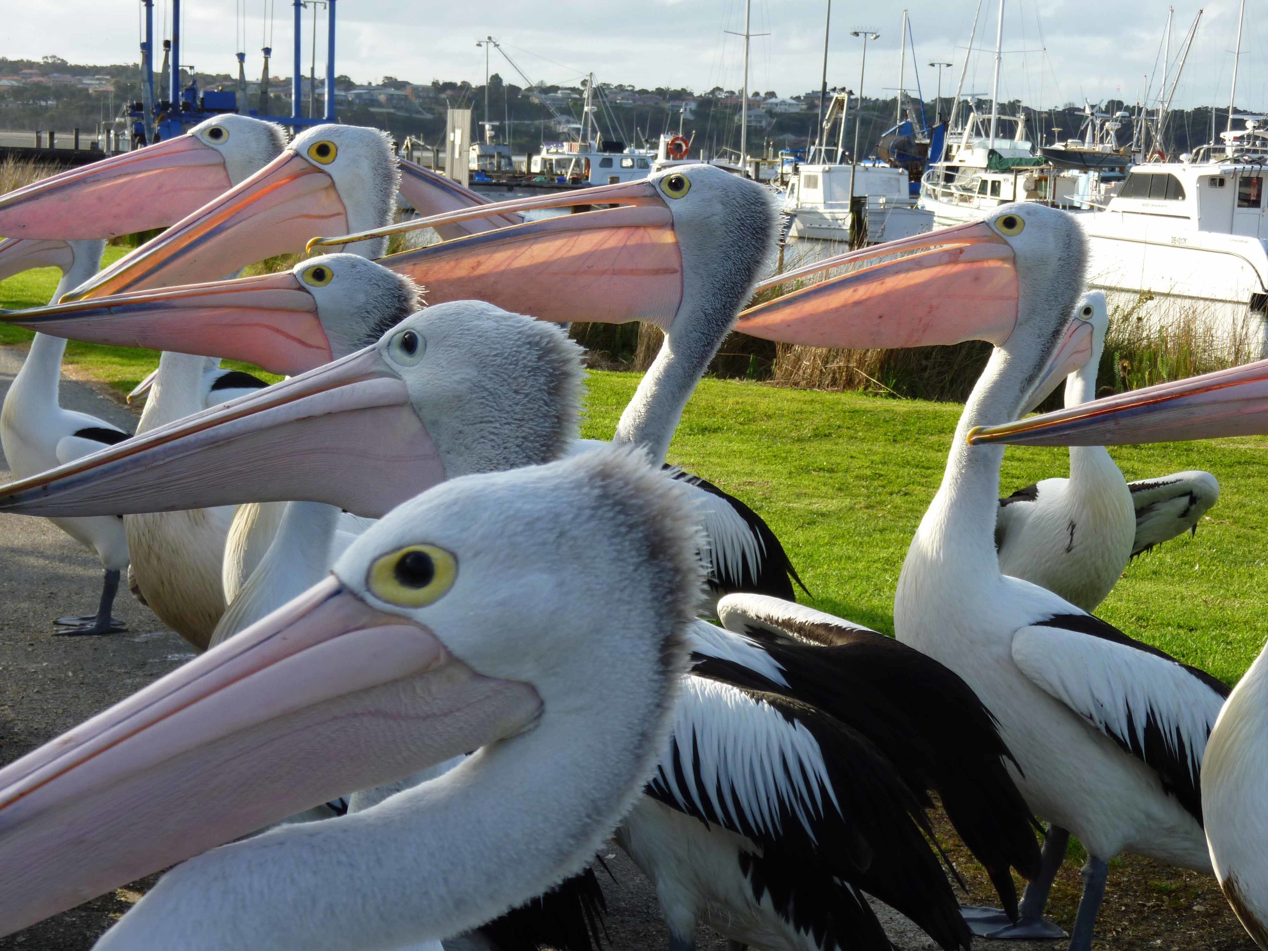 Pelicans 1.jpg