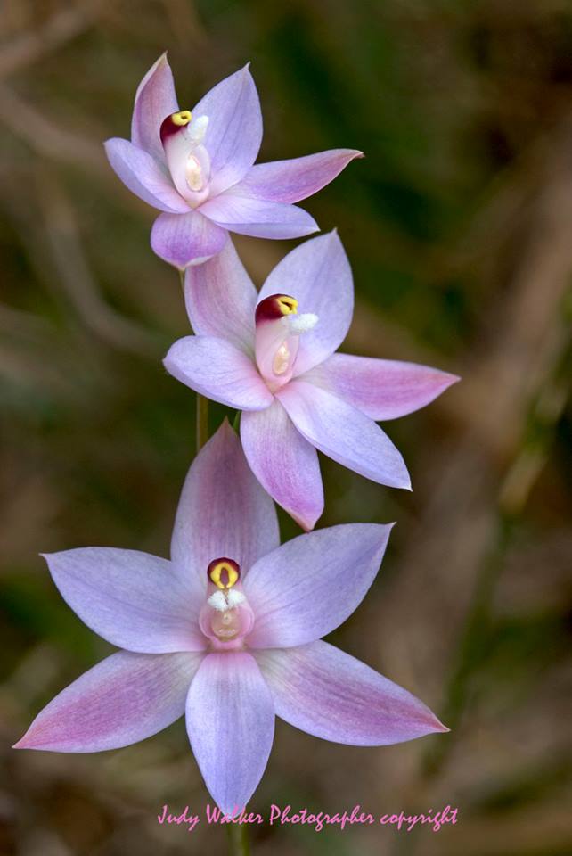 Sun Orchid 1.jpg